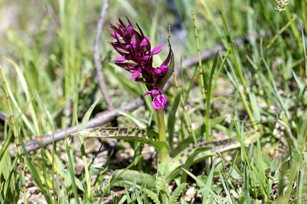 Dacthylorhiza majalis?